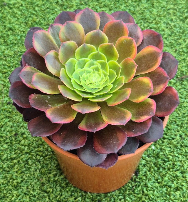 Aeonium fiesta 'Variegata'
