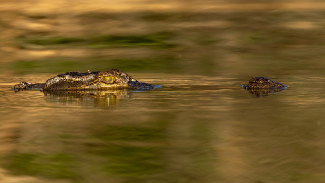 Tirage d'art : Croc'or