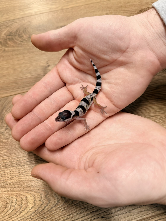 CB26 Leopard Gecko - Mack Snow