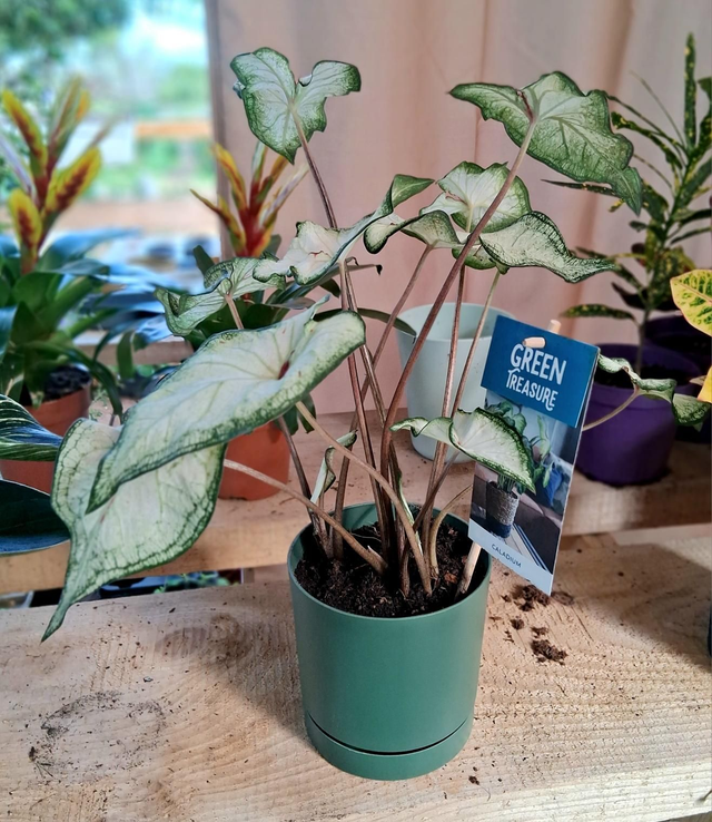 C125 . Caladium white wing in Tubo 13