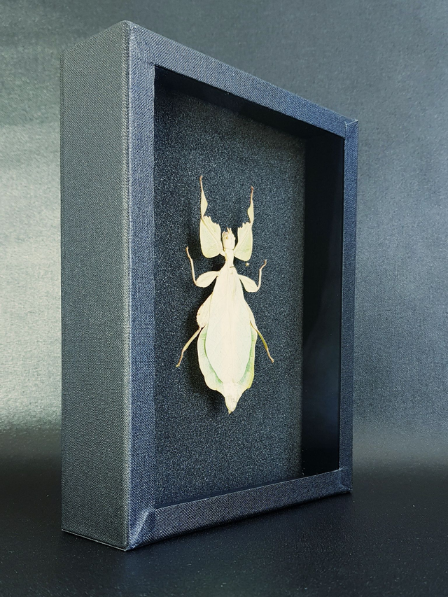 Cryptophyllium celebicum