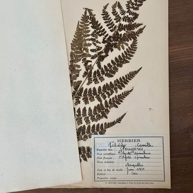 la planche d&#039;herbier &quot;Fougères&quot;, 1935