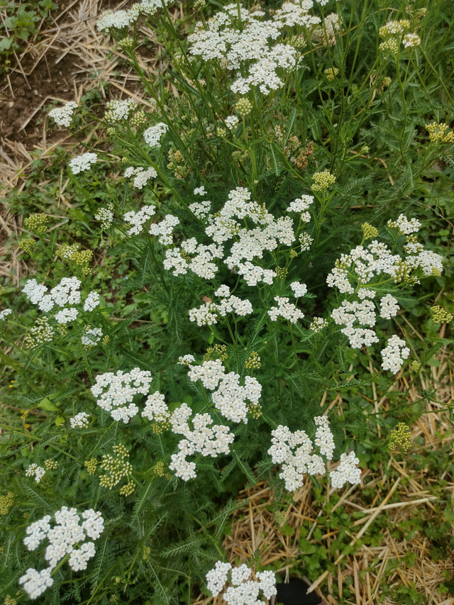 Alcoolature Achillée millefeuille