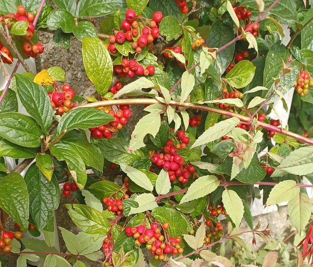 Cotoneaster x watereri
