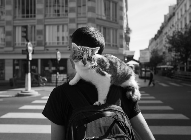 Chat à emporter