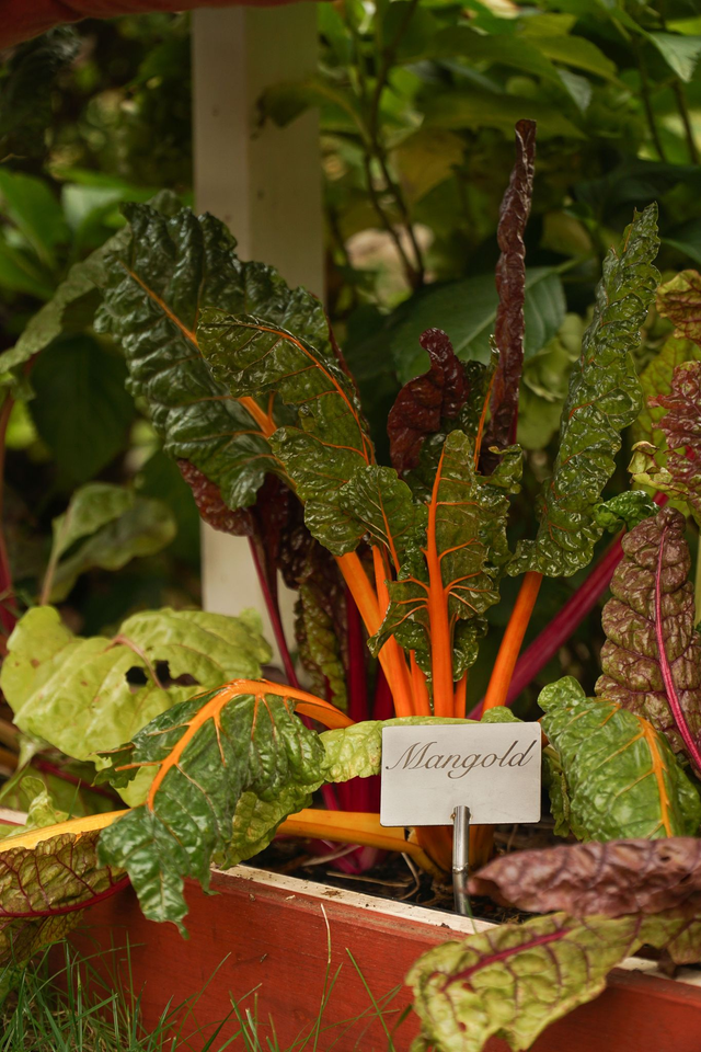 Pflanzschild deluxe Gemüse