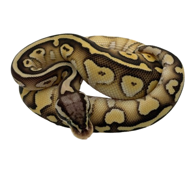 Python Regius - Python Royal Pastel Yellow Belly