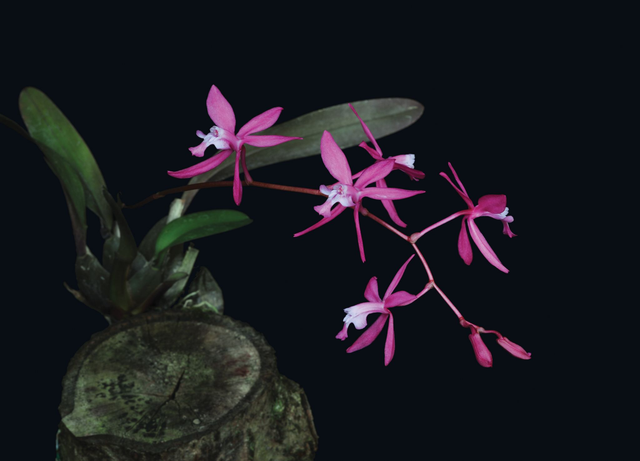 Source of Life Essence