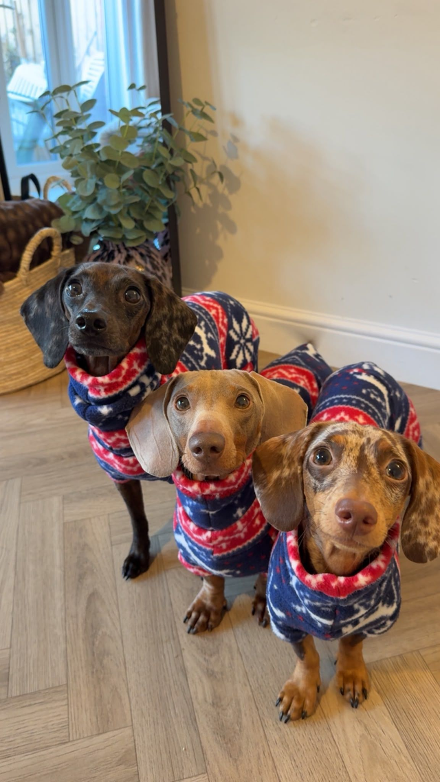 Dachshund Fit Onesie