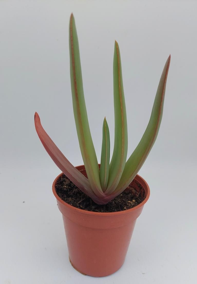 Kumara plicatilis, formerly Aloe plicatilis, the (fan-aloe)