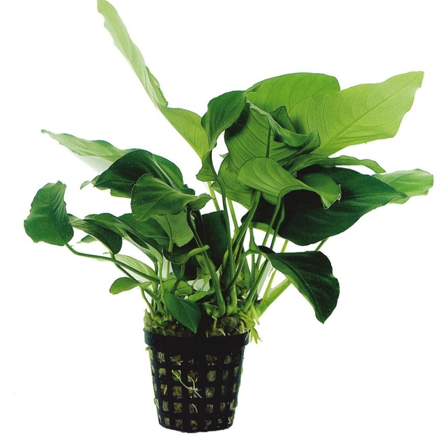 AP Anubias Barteri Var.Nana 8715897272172