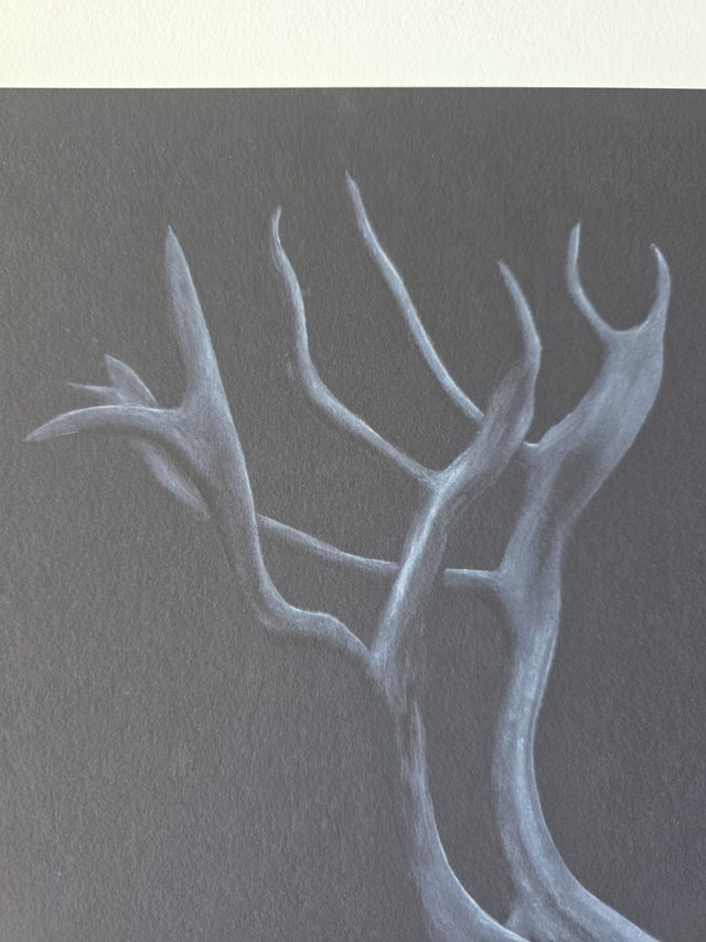 Caribou - Edition Fine Art