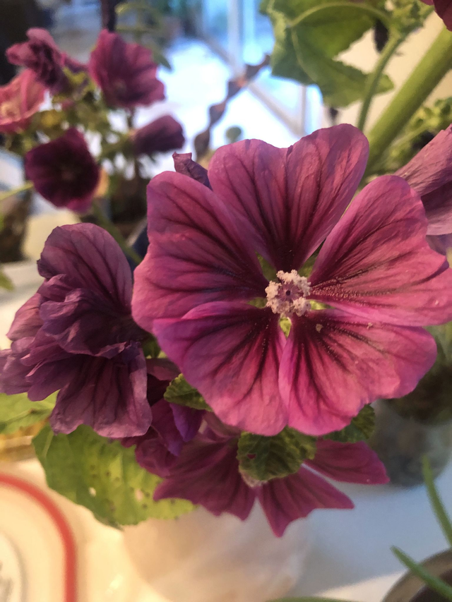 Mauve de Maurtanie AB - Malva Sylvestris ‘Mauritania’L.