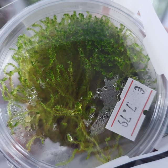 Vesicularia sp. Creeping vitro