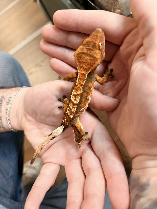 CB26 Mixed Morph Crested Gecko Female