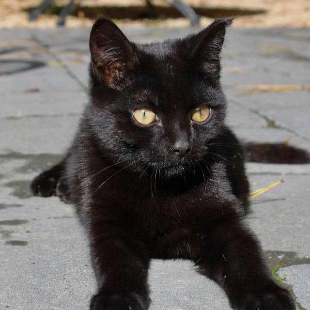 Poes Po