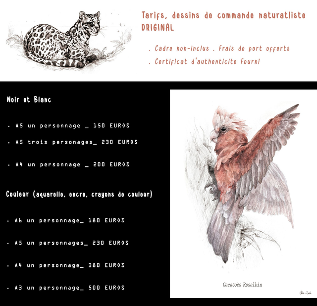 Commande Originaux - Dessins naturalistes