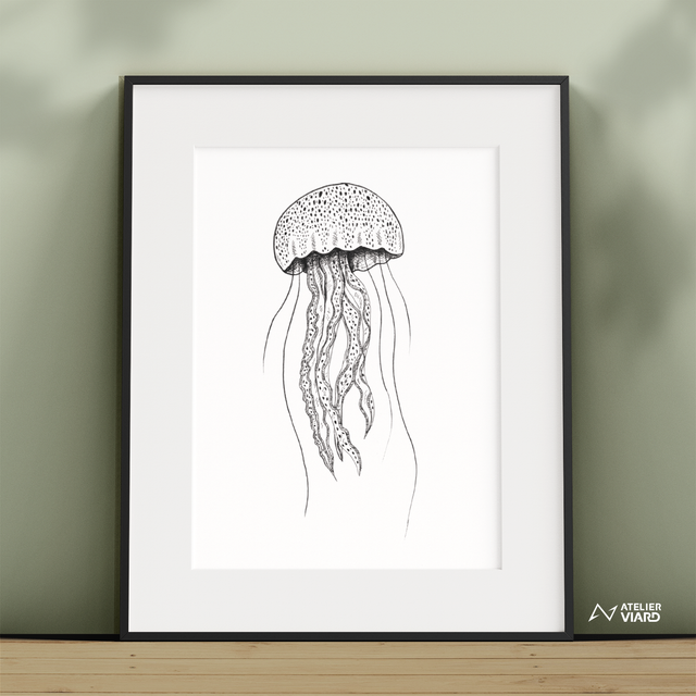 Méduse - Collection ANIMAUX
