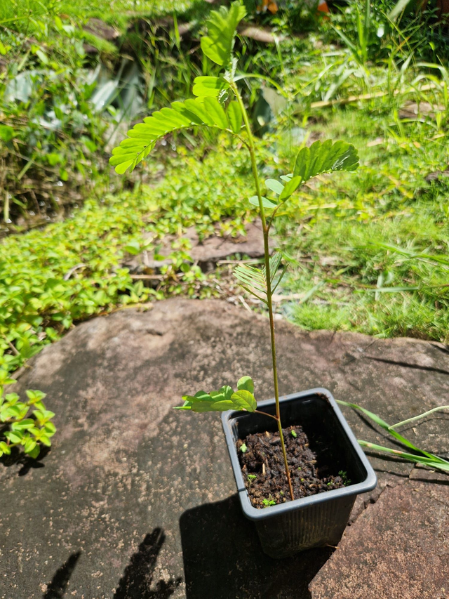 Plant de graine anbafèy bio