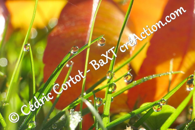 Impression sur alu dibond - Rosée et gouttes de pluie (ref 7942)