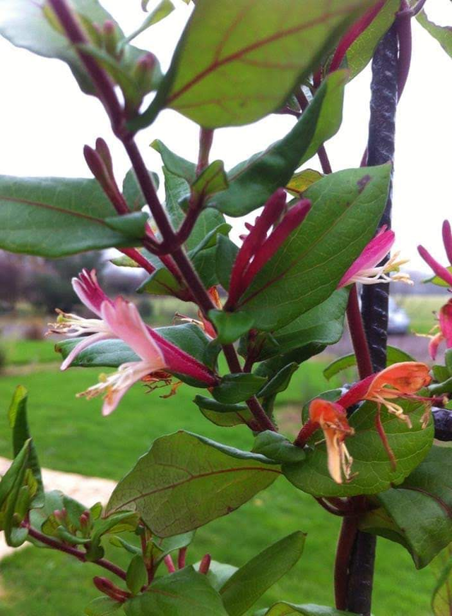 Lonicera periclymenum - common honeysuckle - 1ltr pot 
