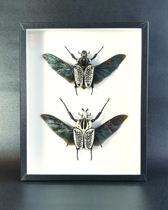 Goliathus goliathus meleagris (couple)