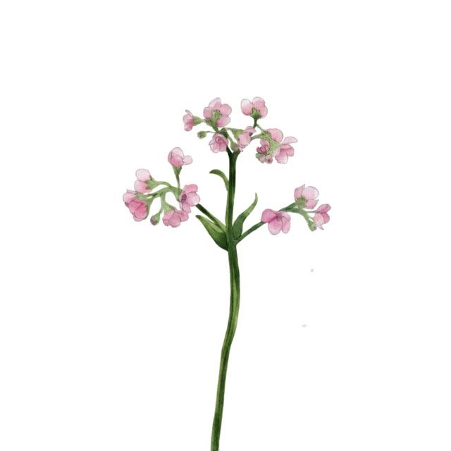 Cynoglossum 'Mystery Rose'