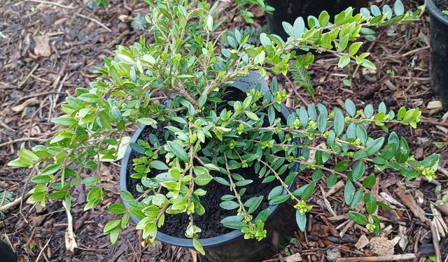 Lonicera nitida
