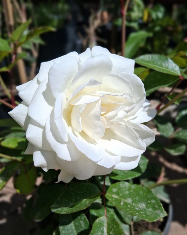 T02 . Rosa neve dell'Etna. Varietà tappezzante.