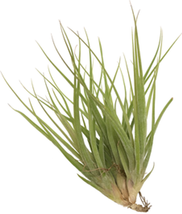 Tillandsia rectifolia