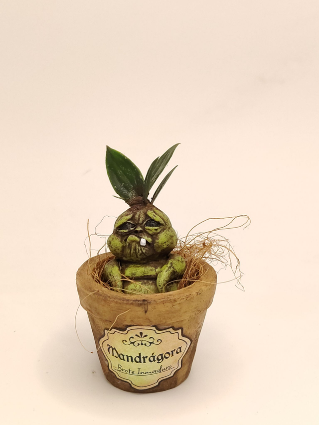 Mandrágora