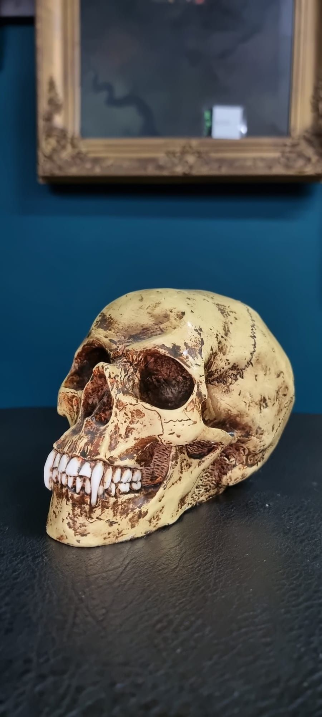 Schädelreplikat, Vampir Occ.