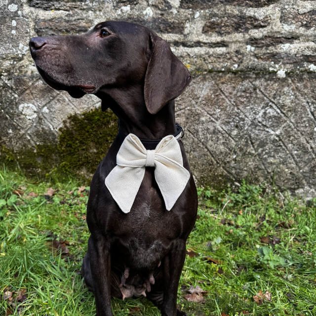 Noeud Papillon Prestige