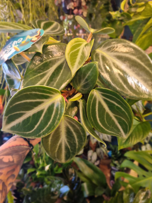 Peperomia elf ears