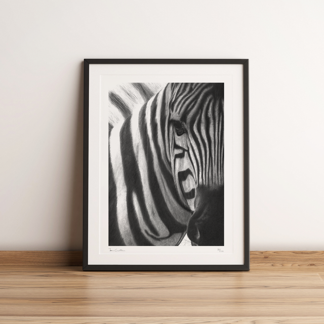 Zebra Limited Edition Print