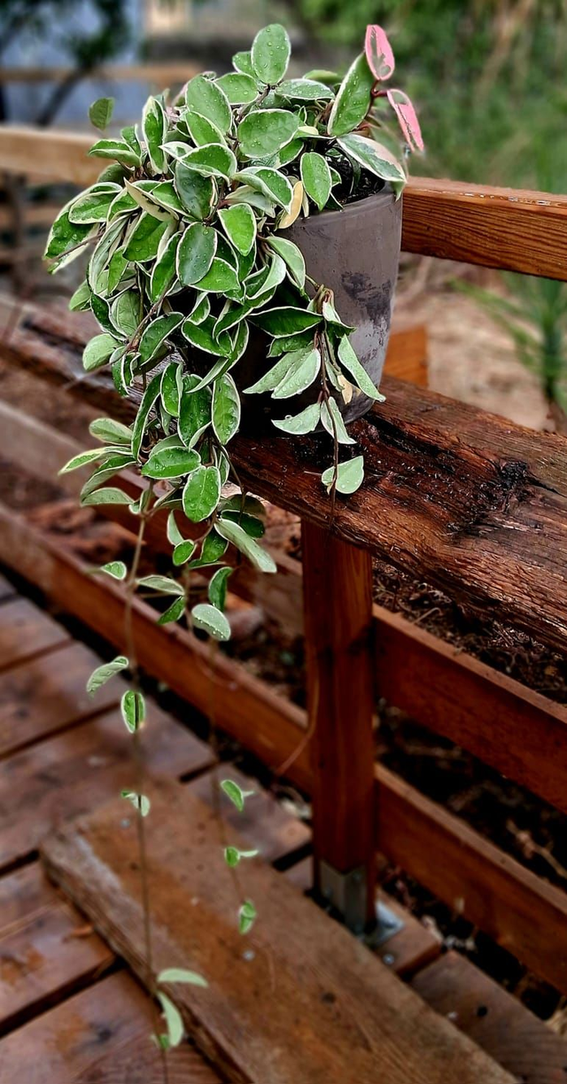 L31 . Hoya carnosa tricolor in vaso "Maestro Basalt" di CorinoBruna