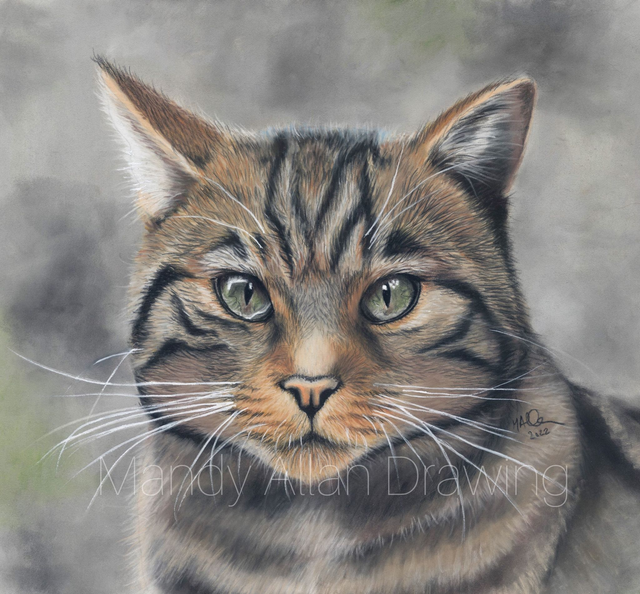 &quot;Protected- Scottish Wild Cat&quot; Limited Edition Print