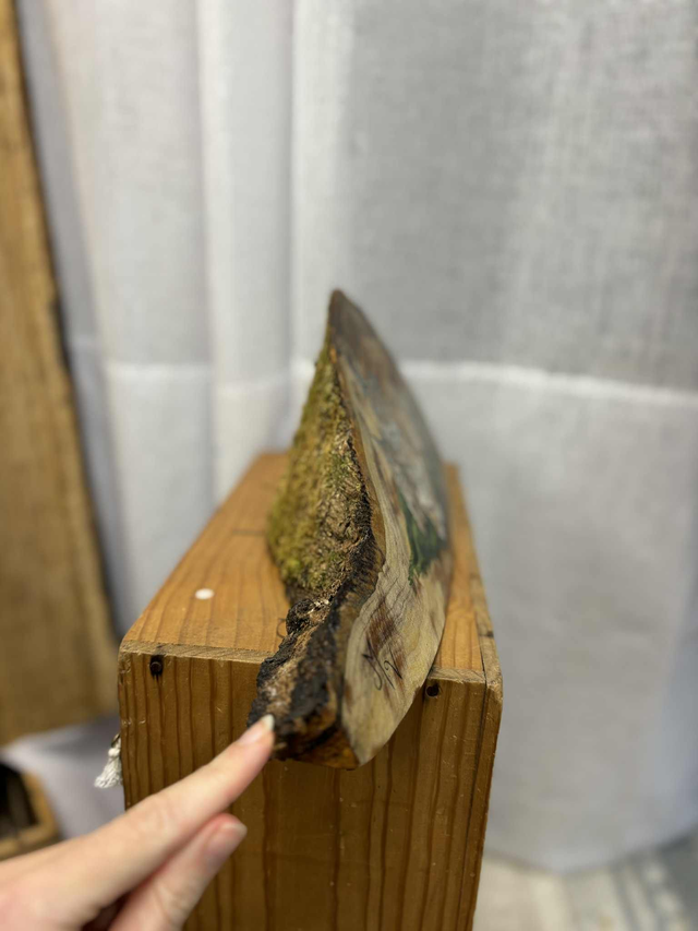 " Le chemin des Lynx " - Peinture Fragment bois unique 45 cm