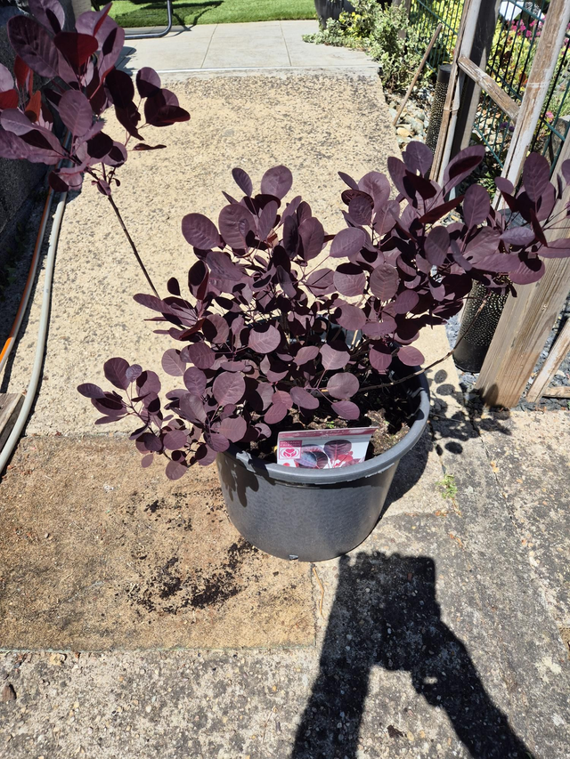 Cotinus coggygria Lilla conteneur 18L