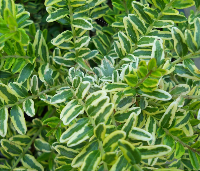 lonicera nitida 'Lemon Beauty' - 1ltr pot