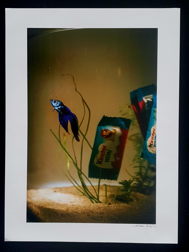 Fish - Kinder like Ocean 