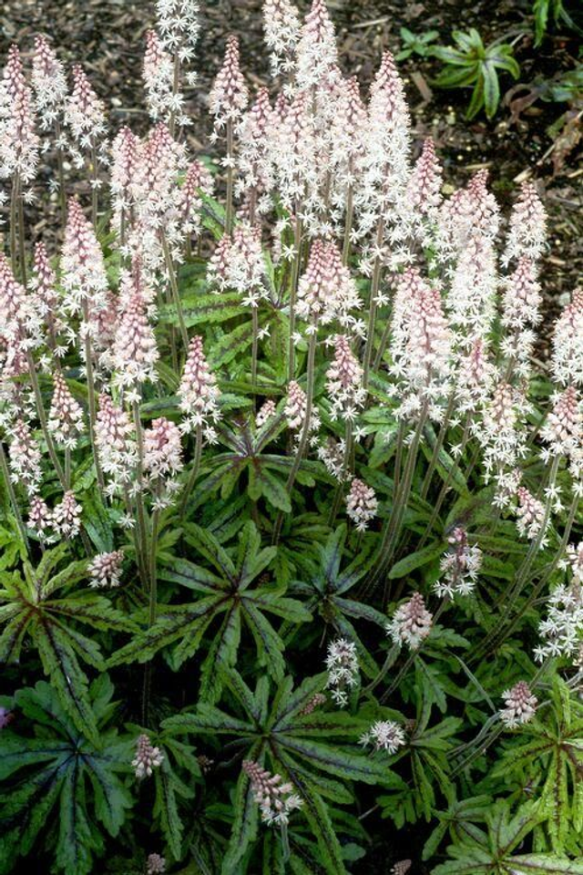 Tiarella 'Candy Striper' 1 litre