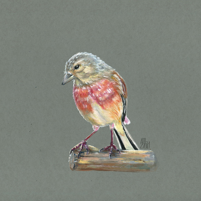 FineArt-Print - Bluthänfling