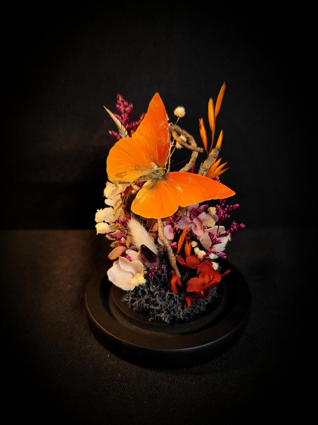 Diorama Papillon "Appias Nero" &amp; Améthyste 