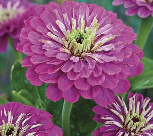 Zinnia Purple Prince
