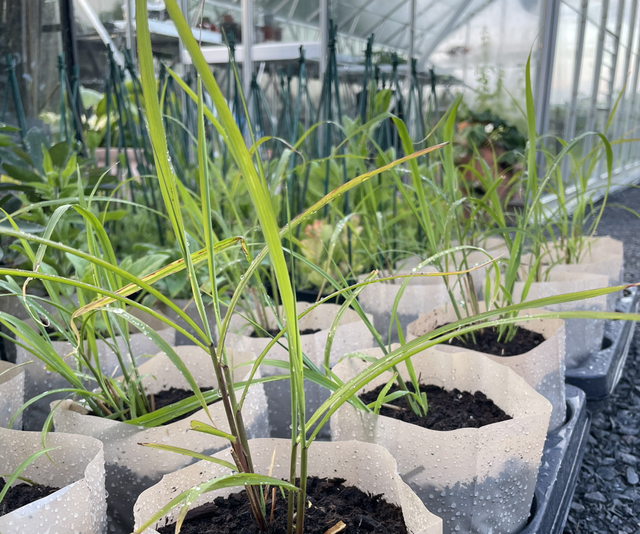 Miscanthus Eulalia 