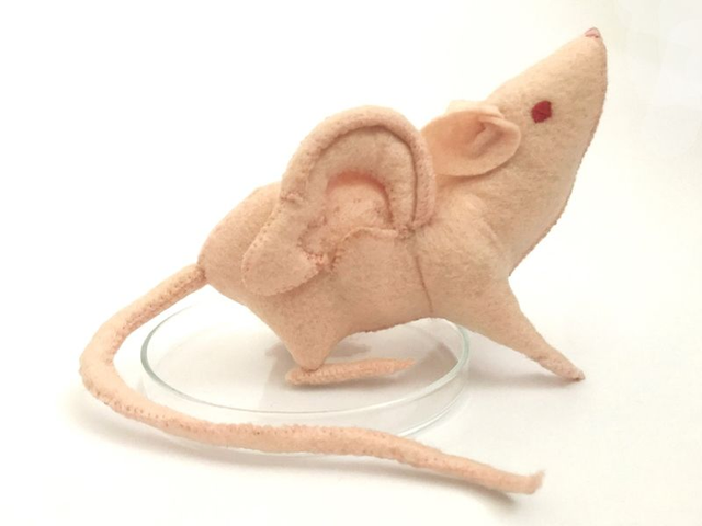 Genetically Engine-eared Vacanti Mouse