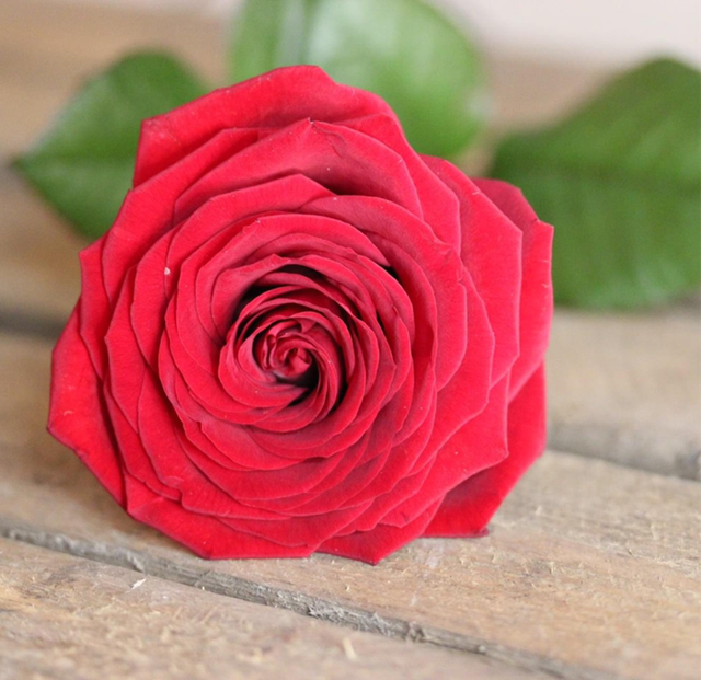 Single Red Rose