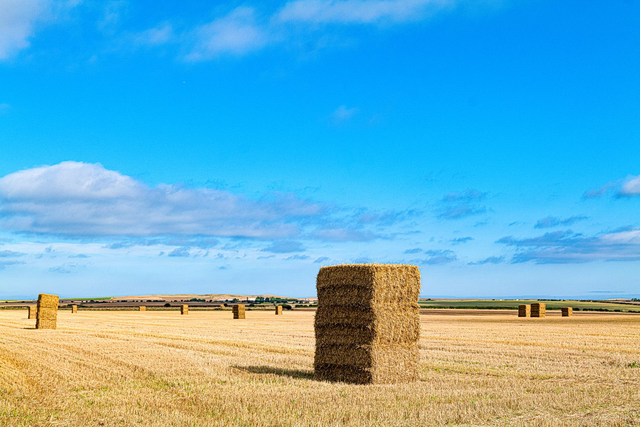 Hay stacks