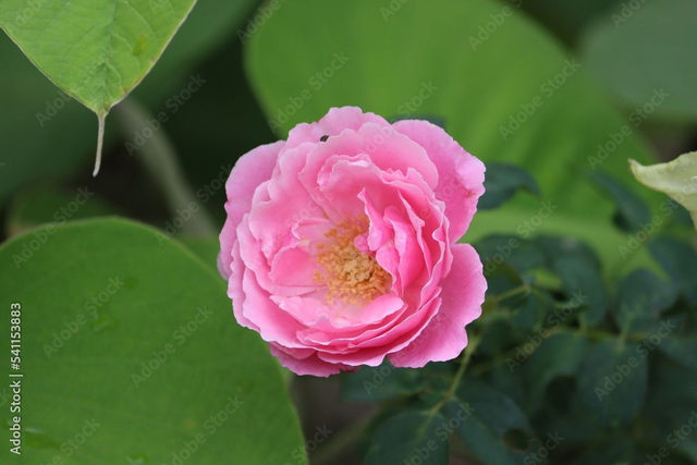 HV Rose musquée bio